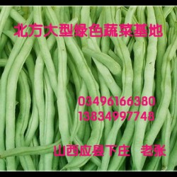 供应各种菜豆（架豆王、四季豆、地豆、白不老）