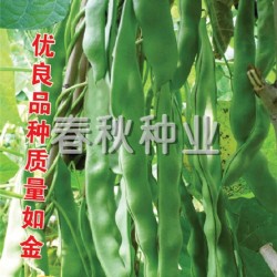 供应金龙王架豆—菜豆种子