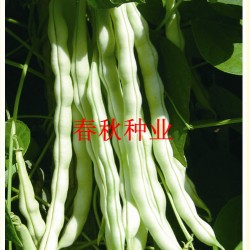 供应白棒豆—芸豆种子