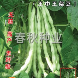 供应春秋1号—芸豆种子