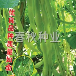 供应架云豆97-5—芸豆种子