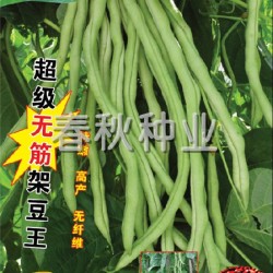 供应红籽架豆王—菜豆种子