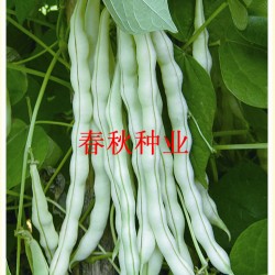 供应赤裕3号—芸豆种子