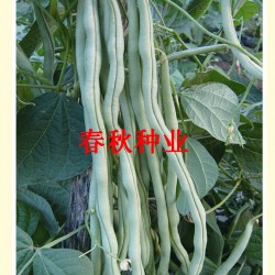 供应泰国架豆王—芸豆种子