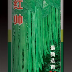 供应红帅罐子—菜豆种子