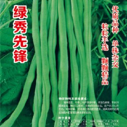 供应郝玉峰牌绿秀先锋—菜豆种子