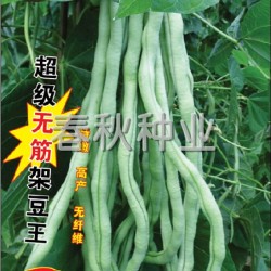 供应泰国架豆王—菜豆种子