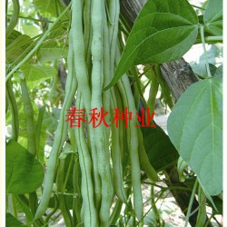 供应红玉架豆王—芸豆种子