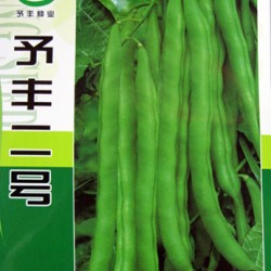 供应予丰二号—菜豆种子