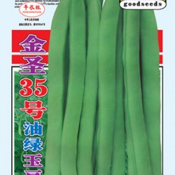 供应金圣35号油绿玉豆—菜豆种子