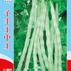 供应予丰王中王—菜豆种子