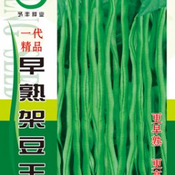 供应早熟架豆王—架豆种子