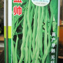 供应盛帅—菜豆种子