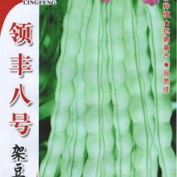 供应领丰八号架豆王—菜豆种子