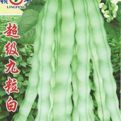 供应超级九粒白—菜豆种子