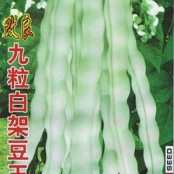 供应改良九粒白架豆王—菜豆种子