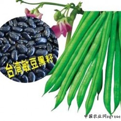 供应玉豆268—菜豆种子