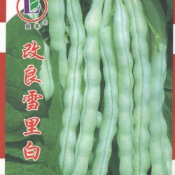 供应改良雪里白——菜豆种子