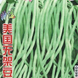 供应特选美国无架豆—菜豆种子