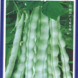 供应超级花雪白18号——菜豆种子