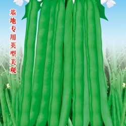 供应双青玉豆王—豆类种子