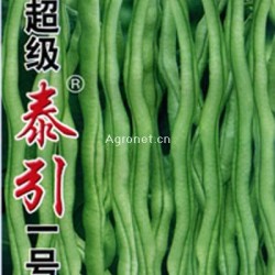 供应超级泰引一号—菜豆种子