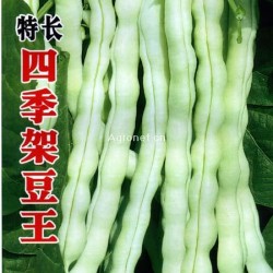 供应特长四季架豆王—菜豆种子