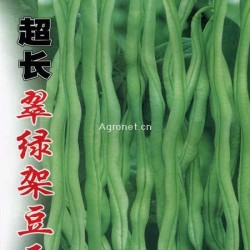 供应超长翠绿架豆王—菜豆种子