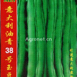 供应意大利38号油青玉豆—菜豆种子