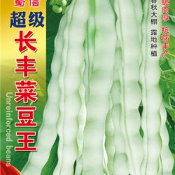 供应超级长丰菜豆王—菜豆种子