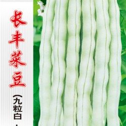 供应长丰菜豆（九粒白九节豆）—菜豆种子