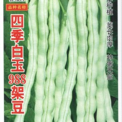 供应四季白玉988—架豆种子