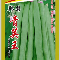 供应韩国青荚王—菜豆种子