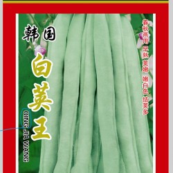 供应韩国白荚王—菜豆种子