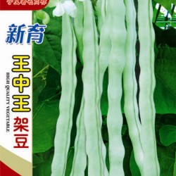 供应新育王中王—菜豆种子