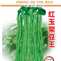 供应红玉架豆王——菜豆种子