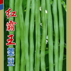 供应红霸王架豆—菜豆种子