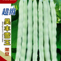 供应超级昊丰雪玉—菜豆种子