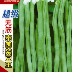 供应超级无筋泰国架豆王—菜豆种子