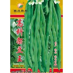 供应高科架豆王—菜豆种子