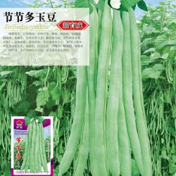 供应节节多玉豆——菜豆种子