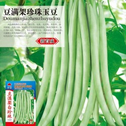 供应豆满架珍珠玉豆——菜豆种子