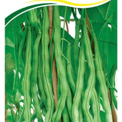 供应泰国架豆王—架芸豆种子