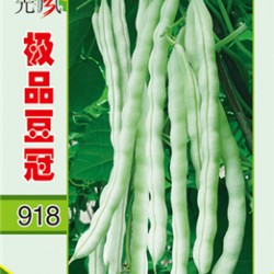 供应**豆冠918—架芸豆种子