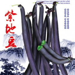 供应紫地豆—地芸豆种子