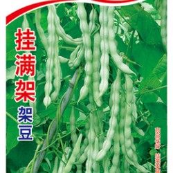 供应挂满架—架芸豆种子