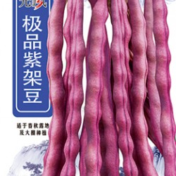 供应**紫架豆—架芸豆种子