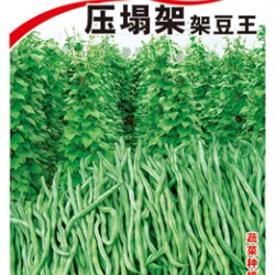 供应压塌架架豆王—架芸豆种子