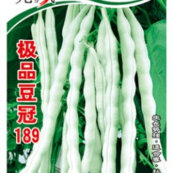 供应**豆冠189—地芸豆种子