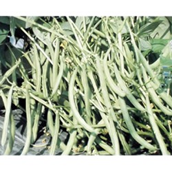供应农友早生—矮性菜豆种子